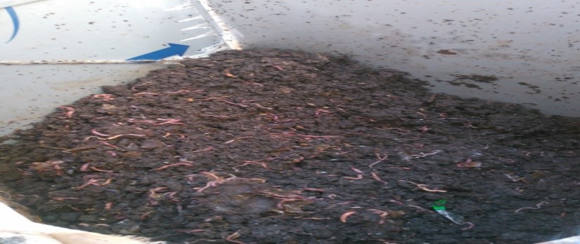 Vermin- Compost Fertilizer with Moisture (Wormy-Culture)